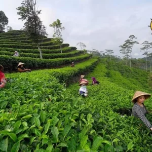 desa wisata nglinggo kebun teh kulon progo